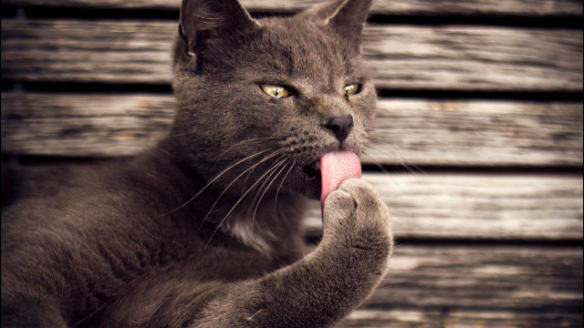 Cat tongue out paw wooden free wallpaper - medium preview image