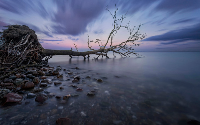 Surreal tree water sunset clouds free wallpaper - medium preview image