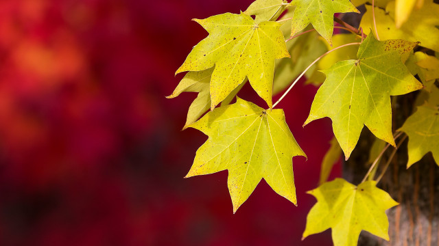 Tree yellow leaves red background free wallpaper - medium preview image