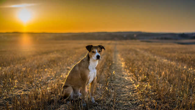 Dog sitting field sunset camera free wallpaper - medium preview image