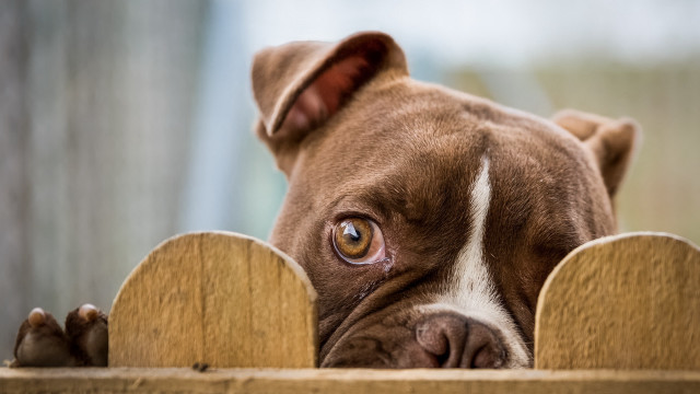 Dog over fence brown white free wallpaper - medium preview image