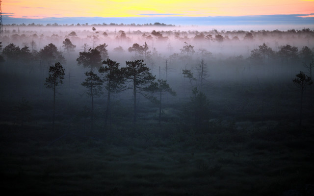 Foggy forest sunset mountain clouds free wallpaper - medium preview image