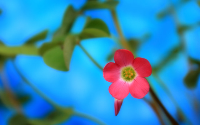 Red flower green center blue free wallpaper - medium preview image