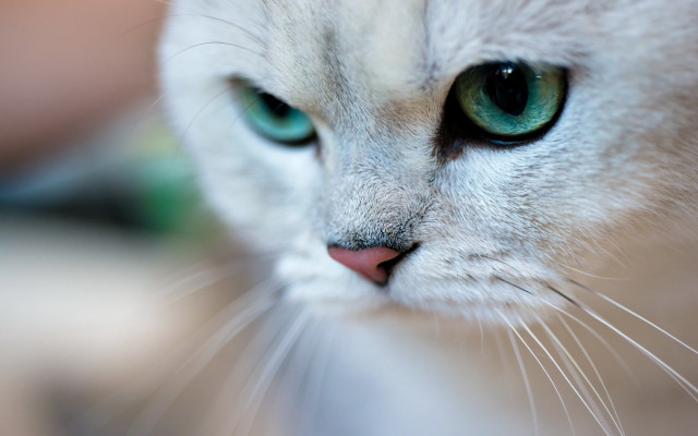 Cat green eyes white body free wallpaper - medium preview image