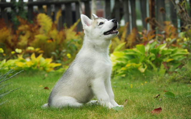 White dog green field fence free wallpaper - medium preview image