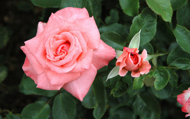 Pink rose garden digital watercolor free wallpaper - medium preview image