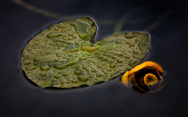 Leaf water drops yellow flower free wallpaper - medium preview image