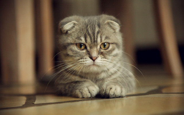 Small kitten sad eye focus free wallpaper - medium preview image