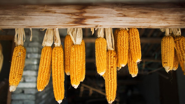 Corn hanging wooden beam brick free wallpaper - medium preview image