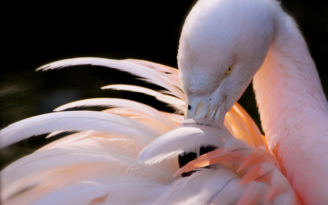 Pink white bird macro animal free wallpaper - medium preview image