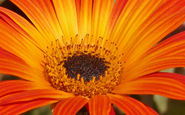 Bright orange flower macro photography free wallpaper - medium preview image