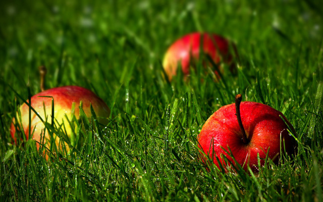 Three apples grass autumn nature free wallpaper - medium preview image
