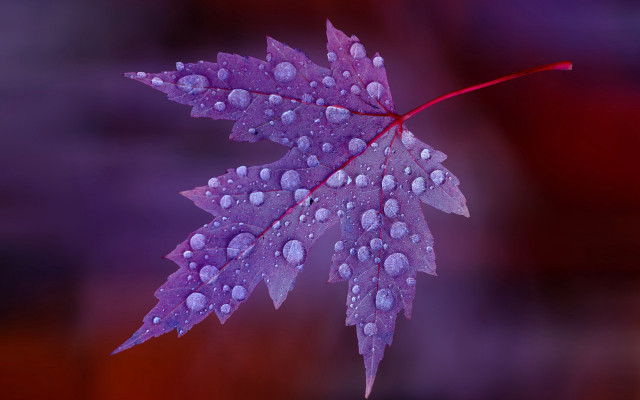 Purple leaf water droplets red free wallpaper - medium preview image