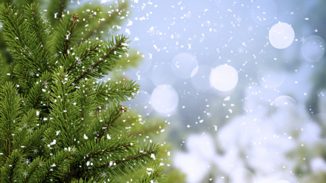 Pine snow falling forest moonlight free wallpaper - medium preview image