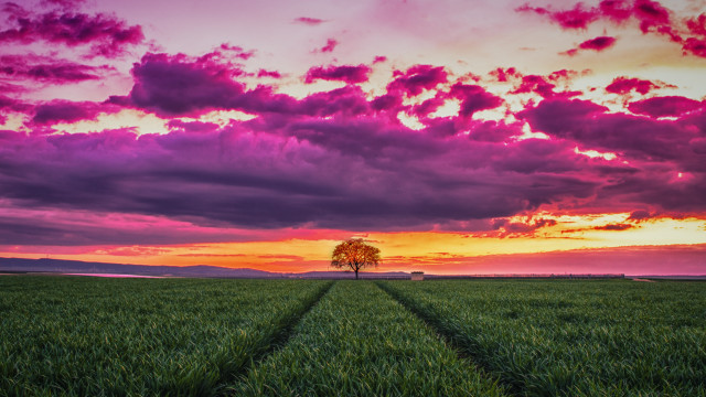 Sunset field tree clouds purple free wallpaper - medium preview image