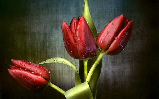 Vase three red flowers water free wallpaper - medium preview image