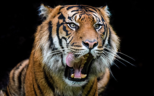 Tiger open mouth teeth wildlife free wallpaper - medium preview image