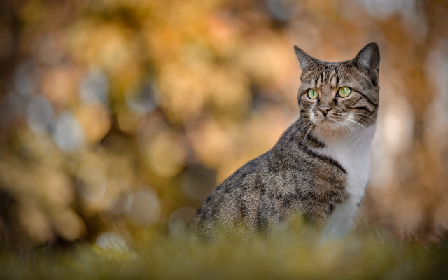 Cat grass portrait animal focus free wallpaper - medium preview image