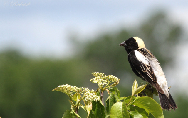 Bird branch leaves flowers puzzle free wallpaper - medium preview image