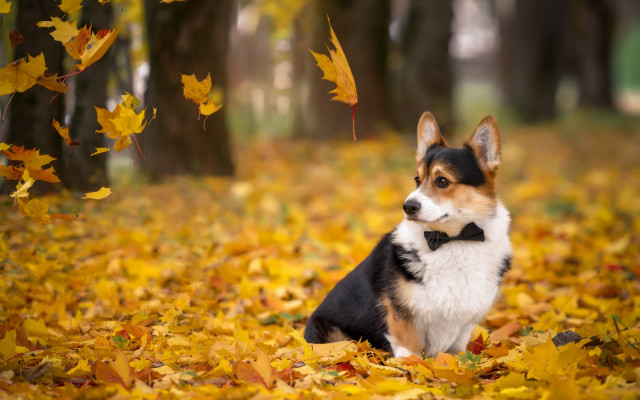 Dog leaves autumn bowtie blurry free wallpaper - medium preview image