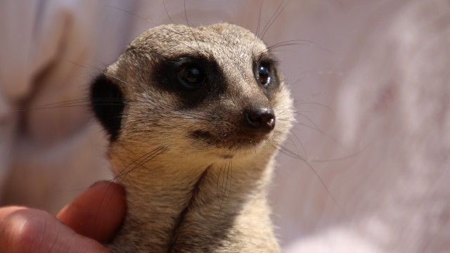 Small animal serious look hand free wallpaper - medium preview image