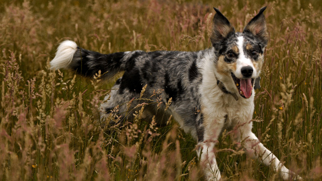 Dog running tallgrass openmouth nature free wallpaper - medium preview image