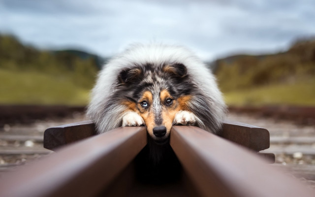 Dog leaning on rail art free wallpaper - medium preview image