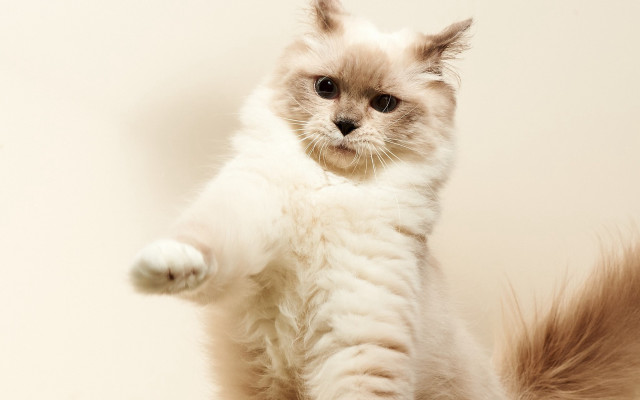Cat standing posing serious animal free wallpaper - medium preview image