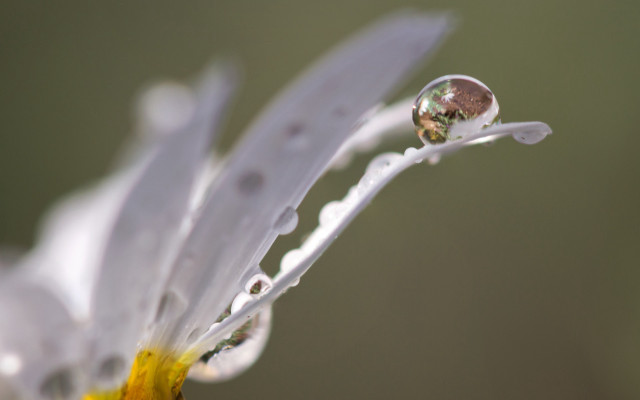 Flower water droplets macro blurry #8 free wallpaper - medium preview image