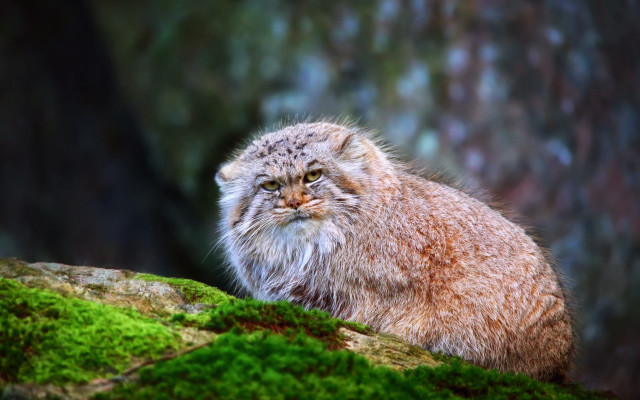 Cat moss rock forest bush free wallpaper - medium preview image