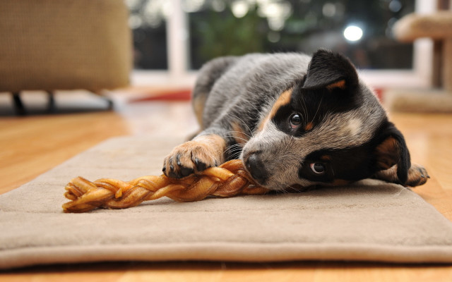 Dog toy shiba inu bokeh free wallpaper - medium preview image