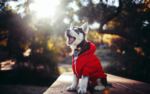 Dog red jacket sitting bench free wallpaper - medium preview image