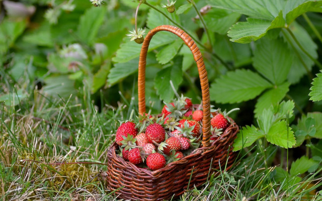 Strawberry basket grass flower bug free wallpaper - medium preview image