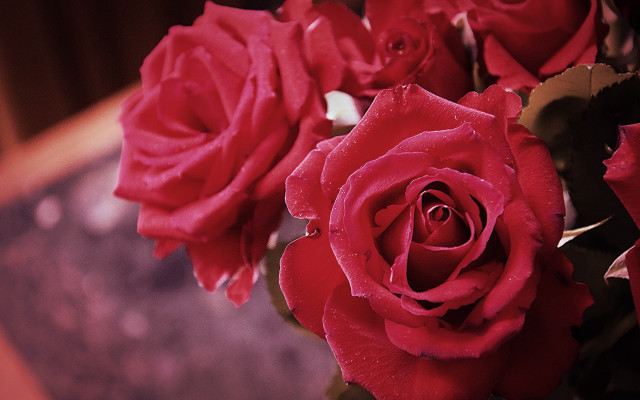 Red roses vase water droplets free wallpaper - medium preview image