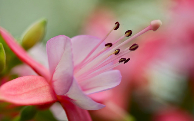 Pink flower green stem macro #2 free wallpaper - medium preview image
