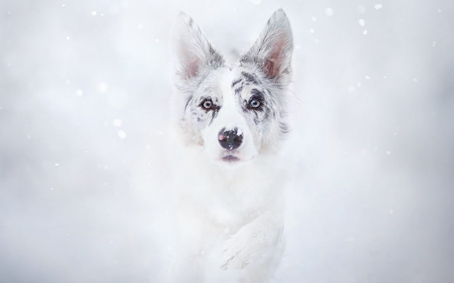 Dog snow flakes white coat free wallpaper - medium preview image