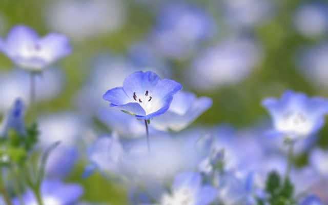 Blue flower white center bokeh free wallpaper - medium preview image