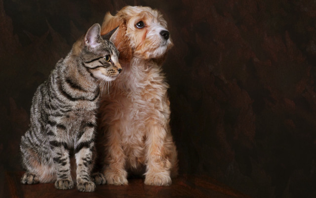 Cat dog serious art photography free wallpaper - medium preview image