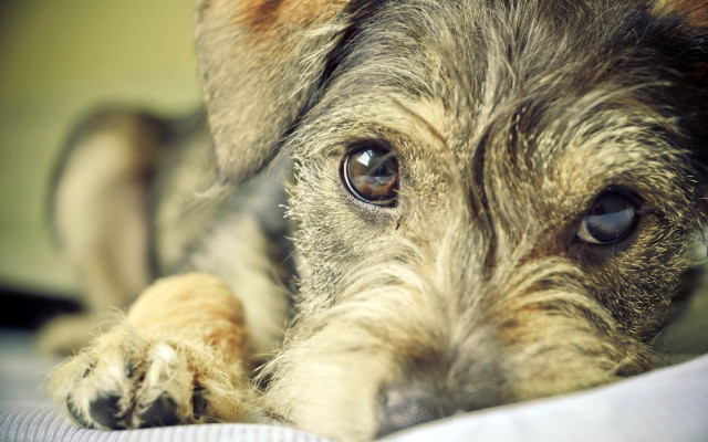 Sad shiba inu dog pillow free wallpaper - medium preview image