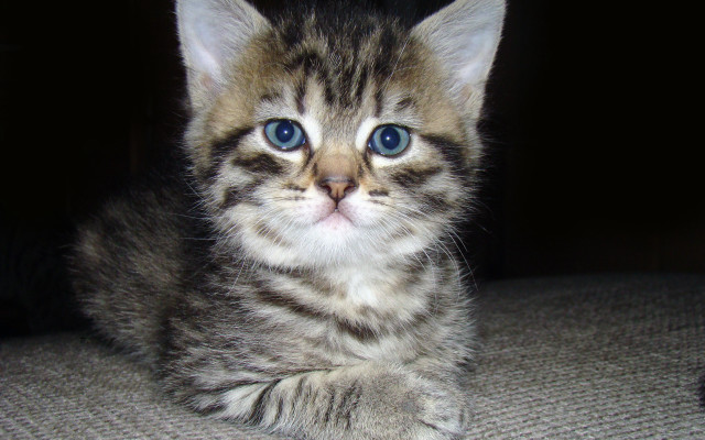 Kitten blue eyes couch serious free wallpaper - medium preview image