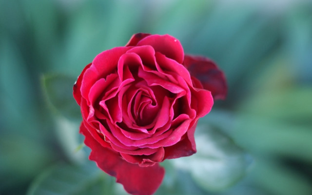 Red rose garden macro blurry free wallpaper - medium preview image