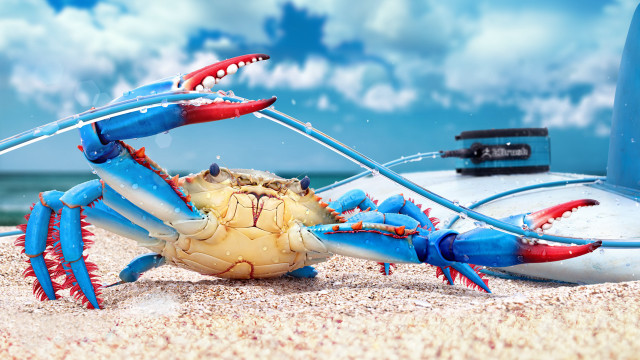 Blue crab beach surfboard camera free wallpaper - medium preview image