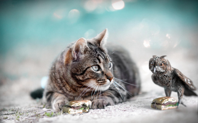 Cat bird statue snow stilllife free wallpaper - medium preview image