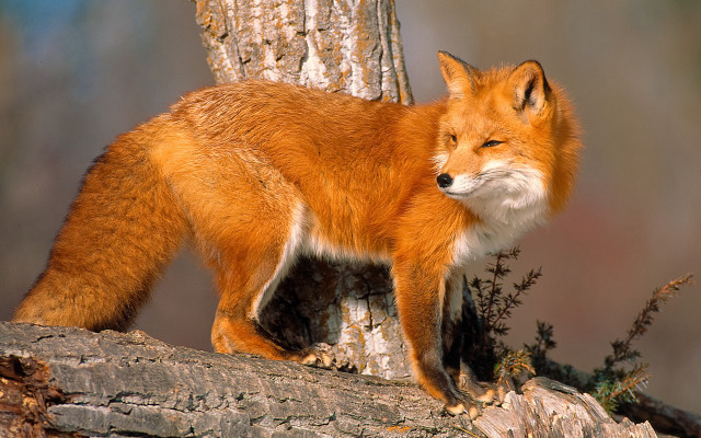 Red fox on branch in free wallpaper - medium preview image