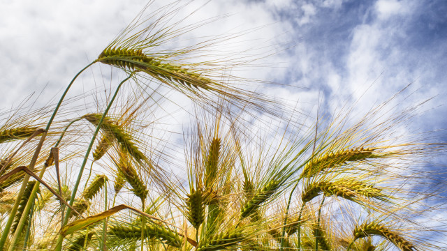 Wheat field sky clouds festival free wallpaper - medium preview image