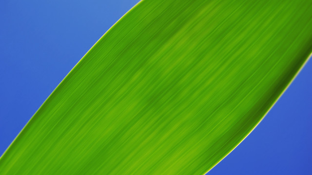 Green leaf blue sky minimalism free wallpaper - medium preview image