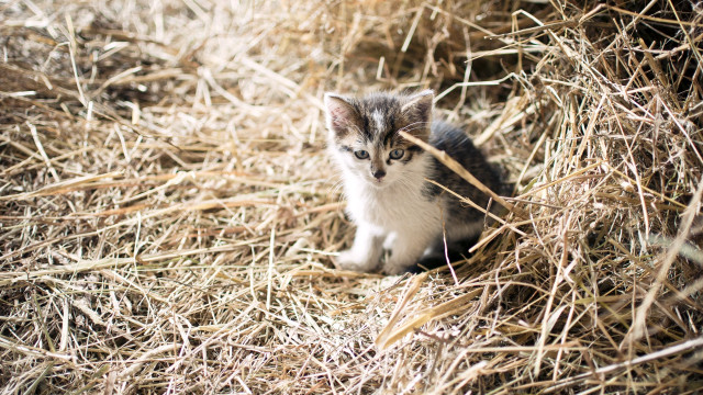Kitten hay straw sad camera free wallpaper - medium preview image