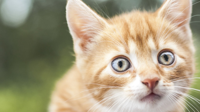Kitten blue eye symmetrical background free wallpaper - medium preview image