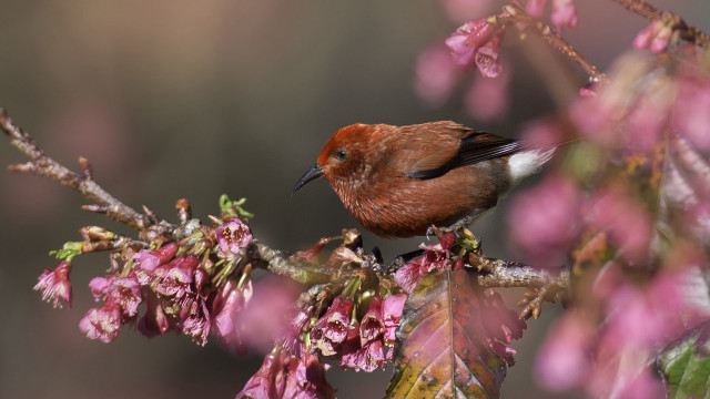 Small bird cherry blossoms spring free wallpaper - medium preview image