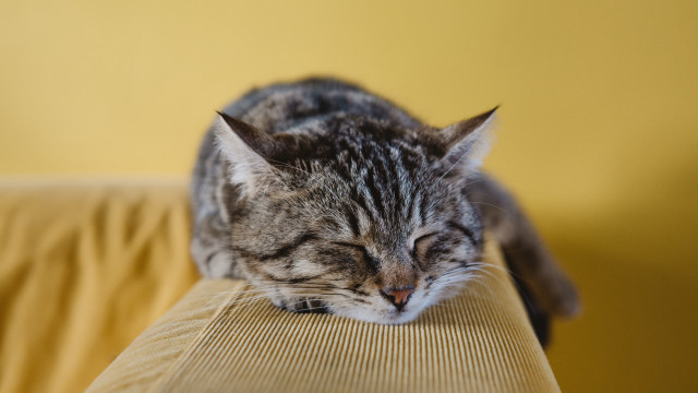 Cat sleeping couch photorealistic blurry free wallpaper - medium preview image